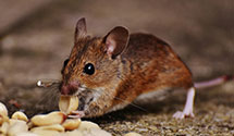 24 Hour & Emergency Exterminators in Farm Ridge, IL